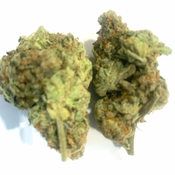 Darth Vader Sativa