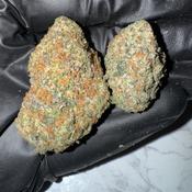 Animal Tsunami | 25-29% THC | SATIVA | $95 OZ | $160 / 2 OZ thumbnail 3