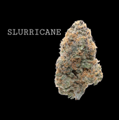 SURRICANE  thumbnail 1