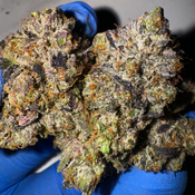  QP - Wholesale starting at $450