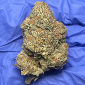 Pink Platinum Gushers (Pink Kush x Platinum Gushers)