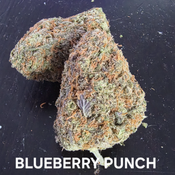 Blueberry PUNCH Indica Dominant 