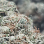 (NEW) Girl Scout Cookies 🍪 $100/0z 🔥  thumbnail 2