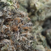 (New) Tropicana Banana 🍊 🍌 $125/Oz 🔥  thumbnail 2