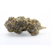 Motor Breath HYDROPONIC 🔥 Premium AAAA+