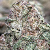 ( 28G )  - Runtz Muffin 🍰🍮 Indica - Qp Bulk Deal For $200 thumbnail 4