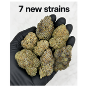 Canna-corp-canada.com