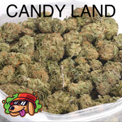 CANDY LAND AAA+ - 2 FOR $80 - 4 FOR $140 - 8 FOR $225
