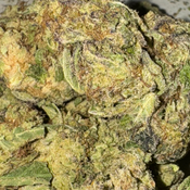 Grand Daddy purple(2 ozs for $140,3 ozs for $190)