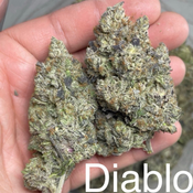DIABLO DEATH TUNA👹☠️🍣 - 75/25 INDICA 