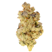 5 Points Cannabis - Mosa Orange Punch 3.5g Dried Flower