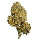 BC (AAA) APPLE GELATO
