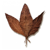 Grabba (Full Leaf)