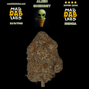 ALIEN SHERBET - GROWN BY MAD DAB LABS🔥🔥🔥🔥🔥