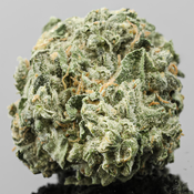 !! GIRL SCOUT CRACK 39%THC *SUPER EXOTICS* EXOTICS $200/OZ (2OZ$400)