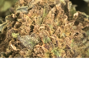 Caramel Candy Kush AA+ [2 oz for $150, 4oz for $250]