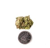 Pink Otoro - High Five