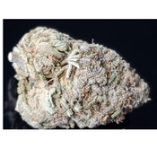 BROWNIE SCOUT up to 38% THC - Special Price $135 oz!