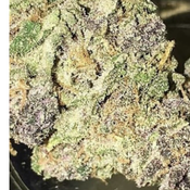 Purple kush