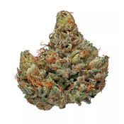 Master kush