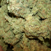 Grapefruit haze