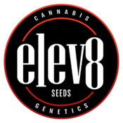  Elev8 Seeds - Regular & Feminized