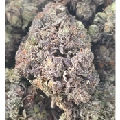 ORIGINAL CHEMO GAS 150OZ 2FOR280 4FOR540 thumbnail 3