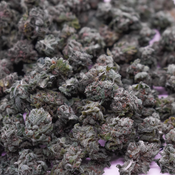 AAA+ Small Buds Purple Afghani (smalls/popcorn)