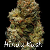 HINDU KUSH 27%THC ON SALE