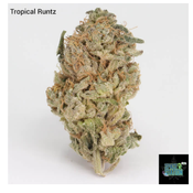 1 ounce $125 - 2 ounce $200 - Tropical Runtz - AAA
