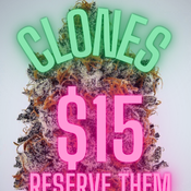 Clones May 1st-June 1st