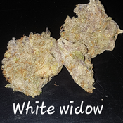 WHITE WIDOW 29% THC