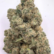 *NEW* White Gorilla 3A