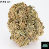 1 ounce $65 - 2 ounce $100 - BC Big Bud - AA