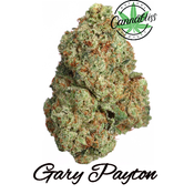 Gary Payton | AAA++ | THC Level 22-24%| Hybrid