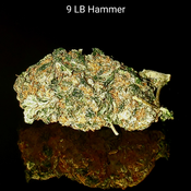 9 LB hammer - AAA