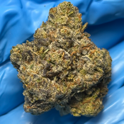 ANIMAL FACE (animal cookies x faceoff OG) bred by SeedJunkyGenetics