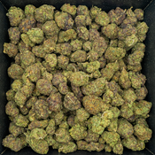 *NEW ARRIVAL* ELEVEN ROSES $165 QP / $330 HP / $550 P