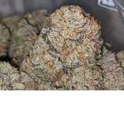Daily Special Purple Kush AAA 24.94%thc (Doesn’t count towards getting FREE ounce)
