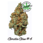 Gorilla Glue #4 | AAA++ | THC Level 22-26%| Indica