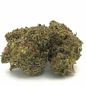 Indica   GREASE MONKEY