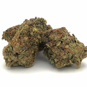Indica   SENSI STAR