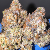 (NEW) LSO 11 Week Pink AAAA+ (5*)