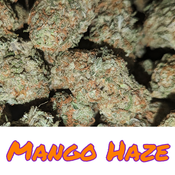 140$ oz Mango Haze (cheesey) AAAA+ (hybrid)