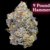 ** 9 Pound Hammer | AAAA| 28%THC | 50%OFF = $120 OZ