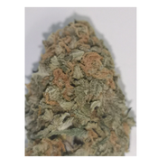60 Dollar Special Price-Polar Bear