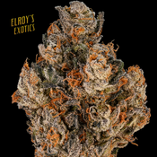 Elroy's Exotics: Purple Garlic 5A