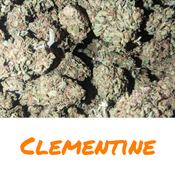 Clementine 🍊 50$ OZ