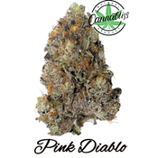 Pink Diablo | $240/OZ | AAAA | THC Level 26-28%| Indica