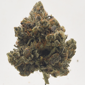 Island Pink Kush